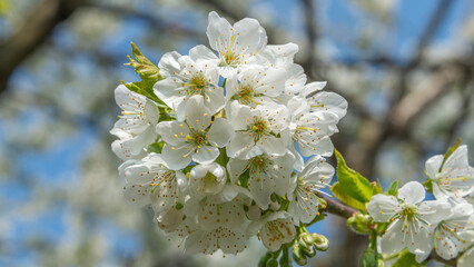 Beautiful white cherry tree at blossom with big flowers at blue sky. Concept Spring, renewal and happiness.