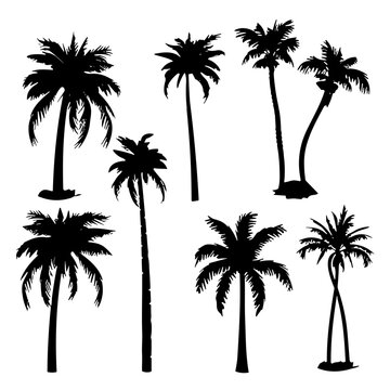 silhouettes of palm trees