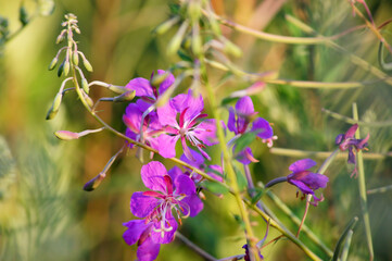 Fireweed (chamaerion angustifolium) or great willowherb, rosebay willowherb, bombweed. Element of...