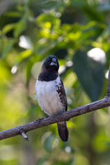 Garden birds – Bronze mannikin in Pretoria, South Africa
