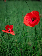 Naklejka premium red poppy flowers