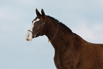 Chestnut horse on blue sky background isolated, portrait close up.	