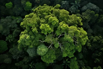 Fotobehang Aerial rainforest tree, dense with evergreen leaves, representing carbon footprint reduction and decarbonization. Generative AI © Finlay