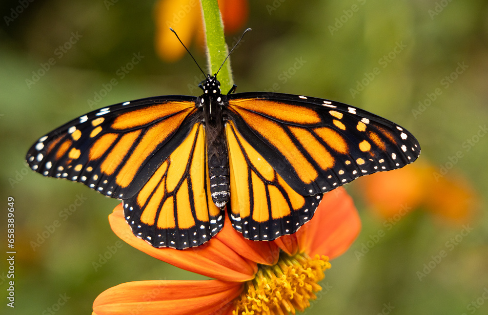 Wall mural monarch butterfly with wings open sitting on orange flower