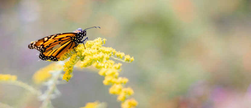 monarch butterfly sitting on yellow flowers with a smooth background for headers