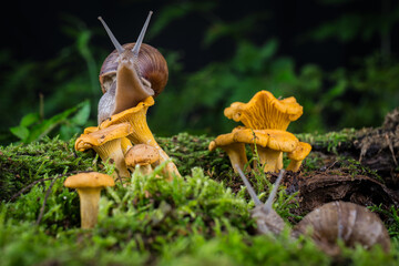 garden snail on moss in forest with mushroom