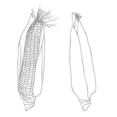 Corn hand drawn vector illustration set. Isolated Vegetable engraved style object. Farm market product. Great for menu, icon, biodegradable corn starch material. Drawing of ingredient for cooking.