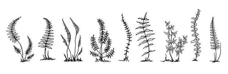 Set of linear sketches of forest fern leaves.Vector graphics. © Катерина Якубович