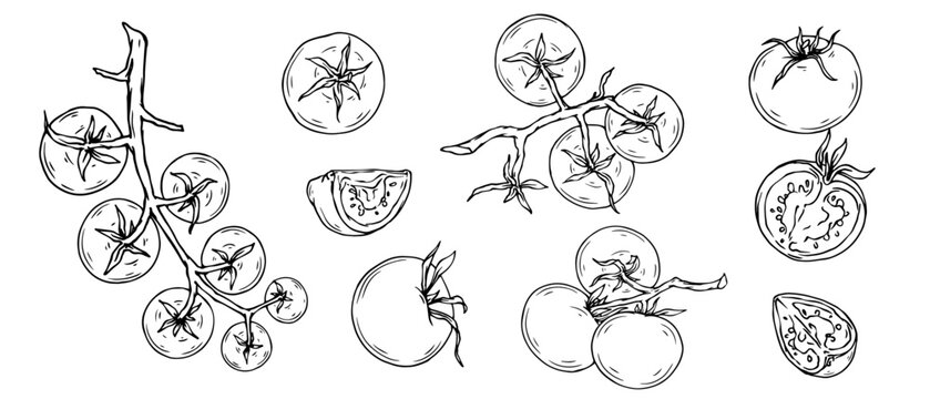 Collection of line sketches of tomato fruits and pieces of summer vegetable.Vector graphics.	