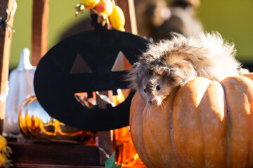 A funny shaggy fluffy hamster sits on a pumpkin and chews a leaf in a Halloween decor among...