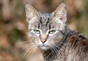 A close-up with a juvenile wild cat - Felis silvestris