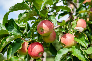 apples on tree