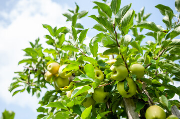 green apples on a tree