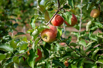 Agriculture industry. Apple trees garden