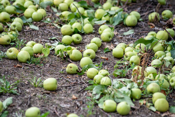 Agriculture industry. Apple trees garden