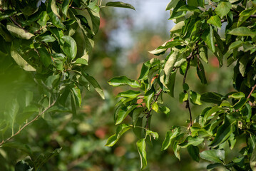 Agriculture industry. Apple trees garden
