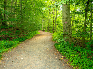 hiking in the park in summer