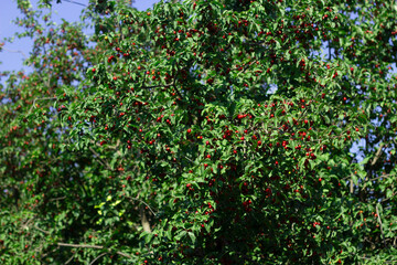 Red ripe dogwood fruits on a fruit tree. Eco-friendly natural products.