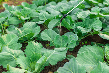 Spraying cabbage in the garden. Selective focus.