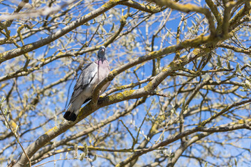 The common wood pigeon sits in tree between branches at the spring season in Denmark Europe