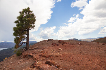 Large fir tree and view from Cinder Cone Volcano, Lassen Volcanic National Park, CA