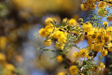 Espinillo amarillo
