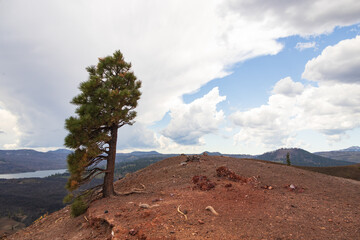 Large fir tree and view from Cinder Cone Volcano, Lassen Volcanic National Park, CA