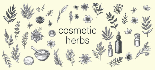 Vector hand-drawn herbs and spices set with vintage and trendy botanical elements. Featuring hand-drawn line leaves, branches, and blooming flowers. Vector design with a trendy aesthetic. - obrazy, fototapety, plakaty