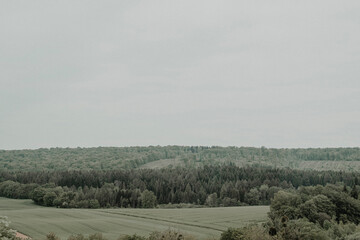 morning in the forest