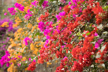 Obraz na płótnie Canvas Planta de buganvilla con flores floreciendo colorido textura fondo arte decoracion imprimible