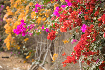 Planta de buganvilla con flores floreciendo colorido textura fondo arte decoracion imprimible