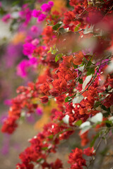 Planta de buganvilla con flores floreciendo colorido textura fondo arte decoracion imprimible