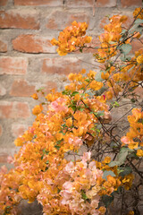 Planta de buganvilla con flores floreciendo colorido textura fondo arte decoracion imprimible