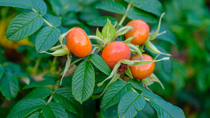 osehip tree and fruity, rosehip gathering, rosehip fruit for herbal treatment, ripe rosehip fruit.