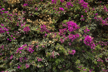 Planta con flores de buganvilla colorido textura fondo colorido