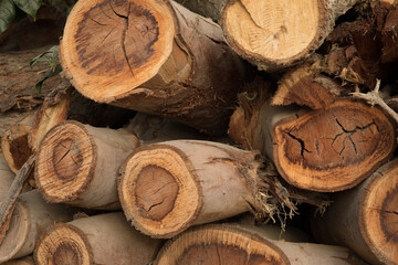 Pila de troncos de  madera cortada textura fondo - obrazy, fototapety, plakaty