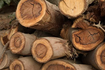 Fototapeten Pila de troncos de  madera cortada textura fondo © natrocfort
