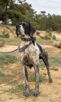 portrait en ext&eacute;rieur d'un chien de chasse pointer anglais , apr&egrave;s avoir couru dans la boue