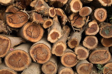 Pila de troncos de  madera cortada textura fondo - obrazy, fototapety, plakaty