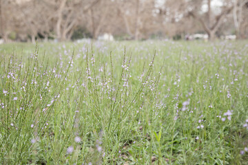 Campo de flores lilas pequeñas textura fondo