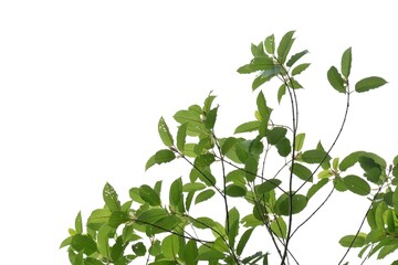 In selective focus Kratom leaves with branches on white isolated background for green foliage backdrop