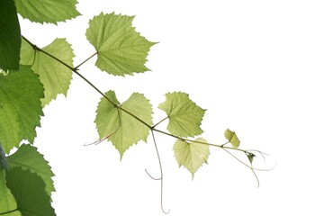 Fototapeta premium A grape leaves with branches on white isolated background for green foliage backdrop 