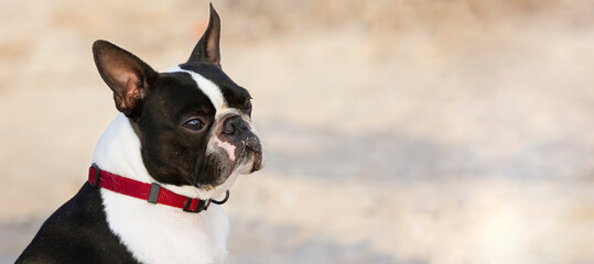 Outdoor head portrait of a 2-year-old black and white dog, young purebred Boston Terrier in a park.
Boston terrier dog posing in city center park. Large copy space, blurry background. - obrazy, fototapety, plakaty