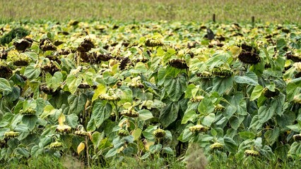 Obraz na płótnie Canvas sunflower field in an autumn season