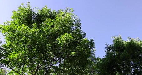 beautiful foliage ash tree with green foliage, beautiful foliage ash tree in sunny weather