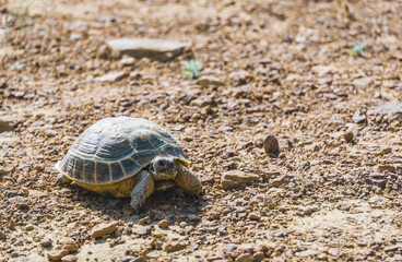 Central Asian tortoise walks through the steppes of Kazakhstan in search of food, desert steppe tortoise in summer