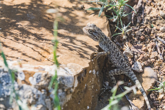 A steppe agama with multi-colored scales basks in the sun in summer in the steppes of Kazakhstan, a lizard rests in the desert