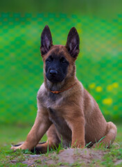 Sitting belgian shepherd malinois puppy in orange collar looking at camera