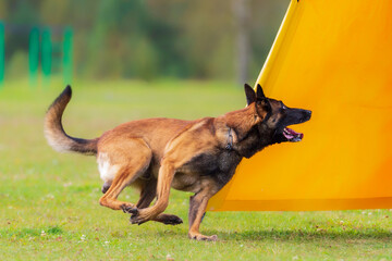 Belgian Shepherd Malinois performs an exercise to find a helper in a blind