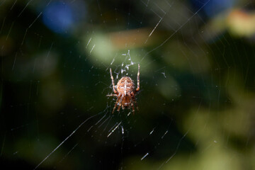 Brown Spider